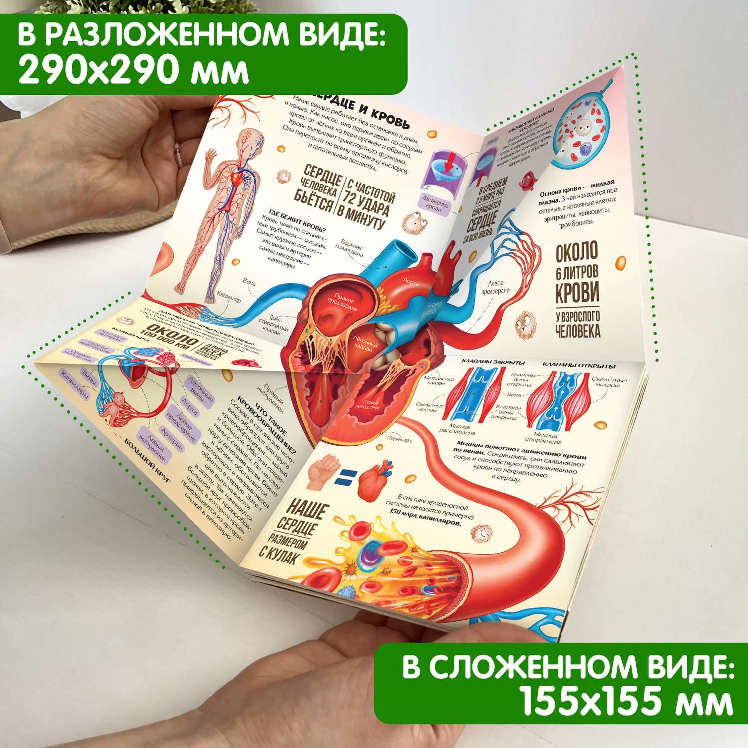 Книжка-трансформер. Анатомия