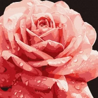 Tablou pe numere "Trandafir perfect" 40x40cm KHO3236