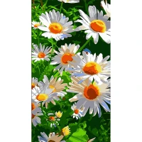 Tablou pe numere 50x25 cm "Margarete albe"